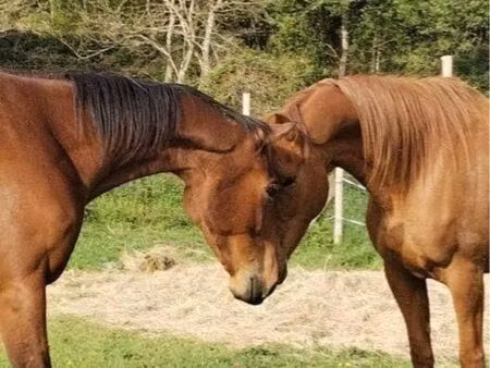 recherche terrain pour chevaux