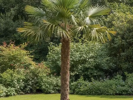 terrain yffiniac / tregueux