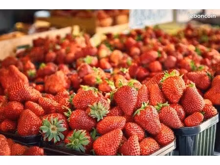 vend commerce fruits et légumes sur marché