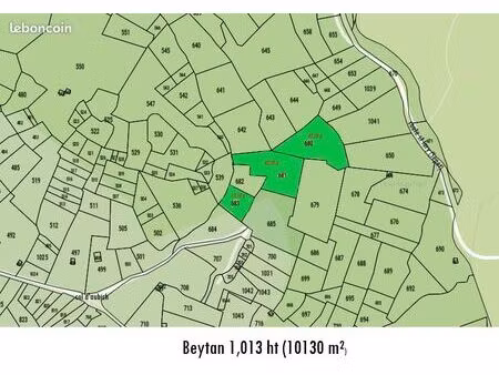 terrain foret bois de hêtre