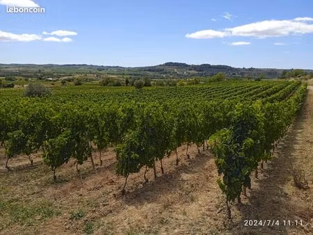 vignoble biologique avec si intéressé possibilité de location de cave particulière