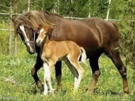 terre naturelle 1200m2