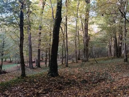 parcelle de bois de chêne sur fieux 47600