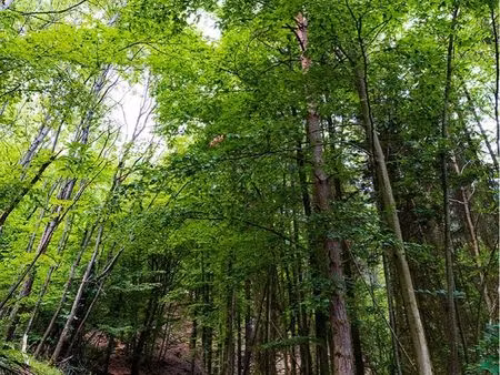 3 5 hectares de terre bien lire l’annonce