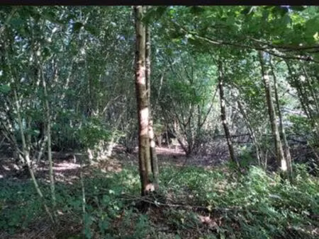 bois 6620m2 à néhou