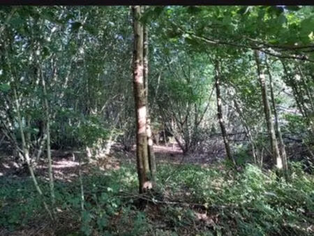 vente d'un petit bois à néhou