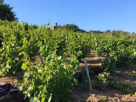 vigne aop collioure