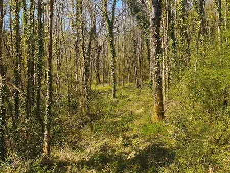 terrain boisé 12000m2 non constructible