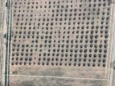 terrain agricole avec olivier