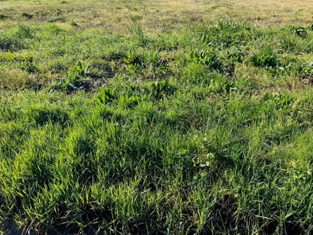 vente terrain 1400 m² à beurlay (17250)  40 000 €