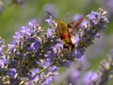 mas à vendre à lourmarin