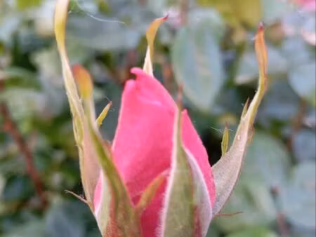 terrain 500m2 centre bourg