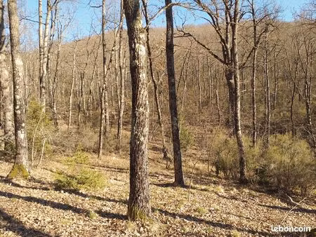 terrain bois de chene