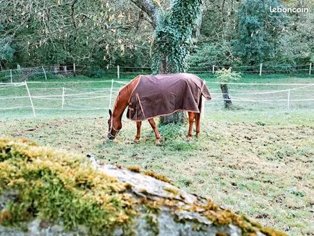terrain prairie parc pour chevaux