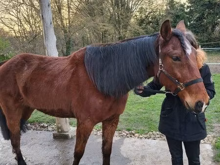 recherche pré/pature/terrain pour chevaux 20 kms autour de sainte margueurite de l'autel