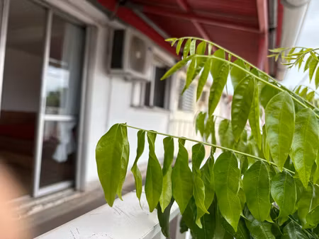 location maison 3 pièces 86m² les abymes 97139