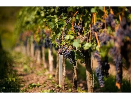 propriété - 60ha foncier  1000m² de bâtiments