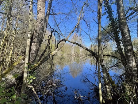 etang poissoneux à vendre dans le perche sur plus d'un hectare.