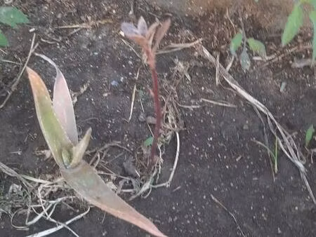 vends terrain a saint jean 31240 1280m2 viabilise