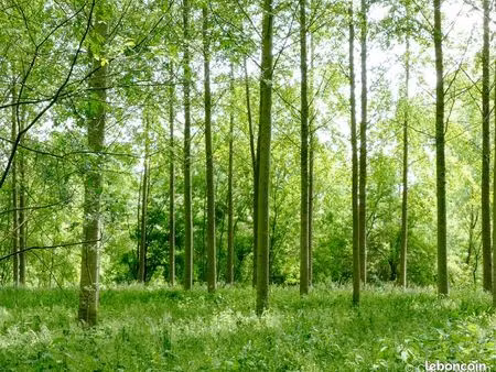 forêt 4 519 m² genissac