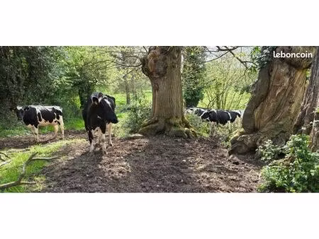 exploitation laitière à céder