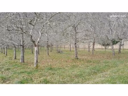 verger en pleine production