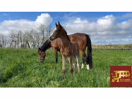 propriété équestre 3 4 hectares