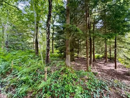 rare : 5.000 m² boisés — chemin du tarbois  beaufays (lot 1)