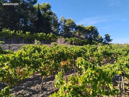 terrain et vigne