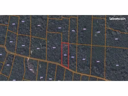 terrain de châtaigniers