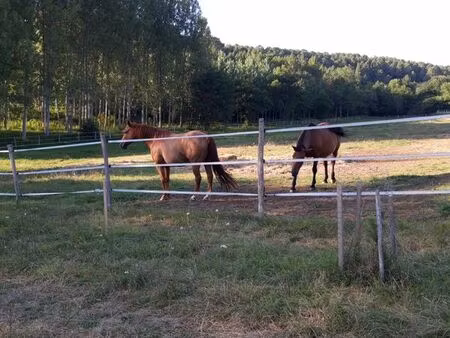 terrain à louer (prairie)
