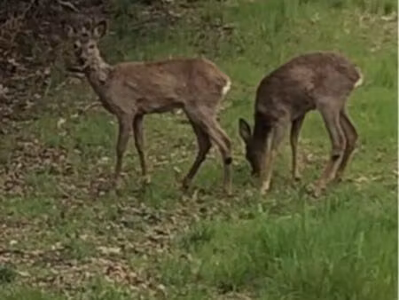 baisse de prix rare à sanguinet