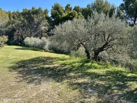 terrain oliviers  chênes et fruitiers