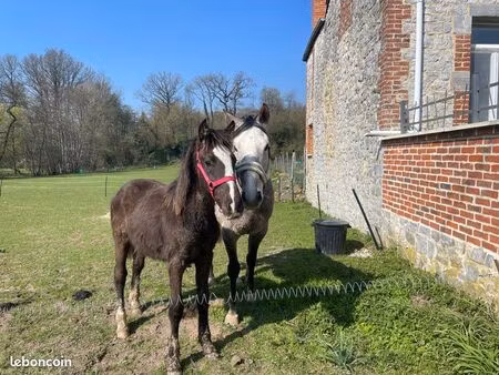 recherche terrain/pâture à louer chevaux
