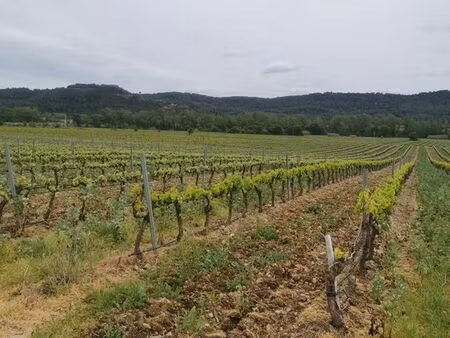 vignes 100000 m2