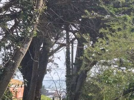 vente terrain à sarzeau (56370) : à vendre / 300m² sarzeau