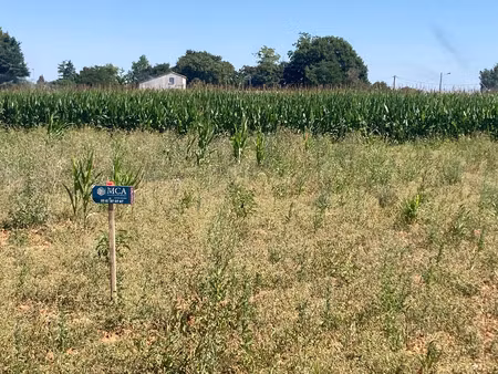 vente terrain 630 m² balanzac (17600)