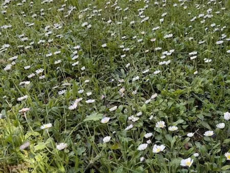 urgent terrain constructible pour habitation de 130 m2