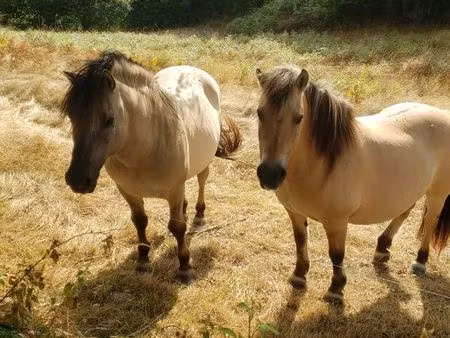 recherche location maison