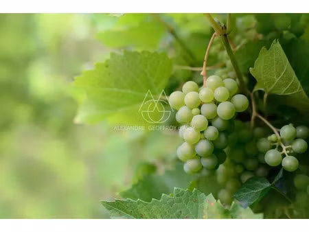 vente local industriel 5 pièces 600 m² vouvray (37210)