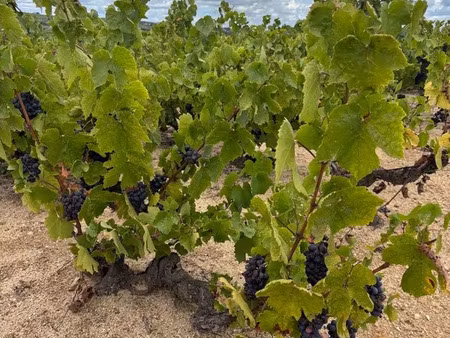 vente local industriel 8971 m² régnié-durette (69430)