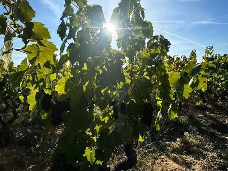 vente local industriel 3918 m² romanèche-thorins (71570)