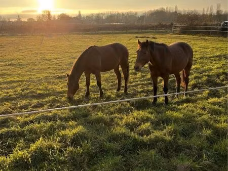 ? terrain clôturé avec eau – idéal chevaux ou projets nature