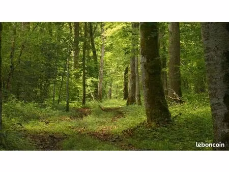 vente terrain boisee resineux et autre ideal pour loisire et chasse