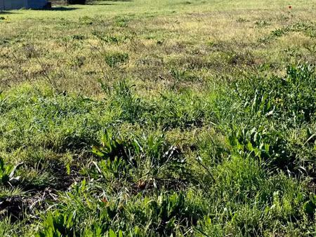 vente terrain 2000 m² à ternant (17400)  60 000 €