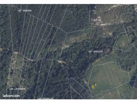 foret  bois  terrain