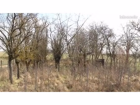 verger ou ancien verger