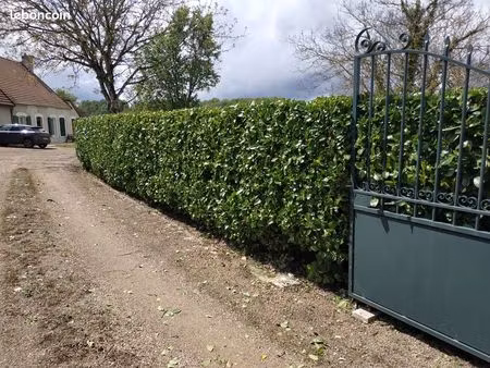 loue maison donzy 80 m2 habitable terrasse  garage  dépendance sur terrain de 7000 m2 clos