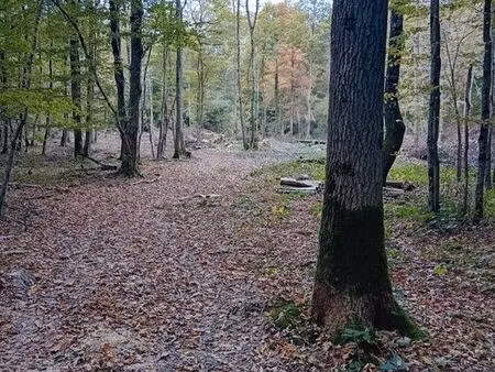 parcelle de bois