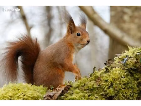 terrain 1085 m² herblay sur seine